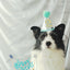 Christmas Hat or birthday hat for pets-0