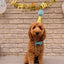 Christmas Hat or birthday hat for pets-4